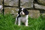 CAVALIER KING CHARLES 802